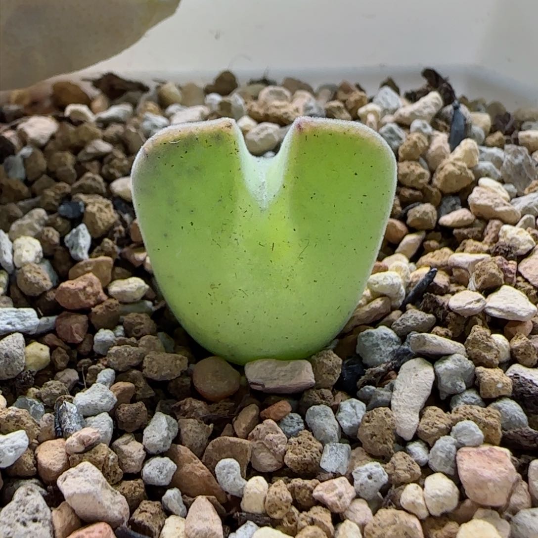 2-2-2-5全场8.8折58包邮四年矮胖空蝉1.9cm脱土