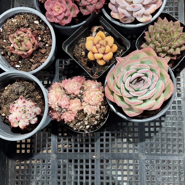 悠***扬197号框。    福利多多