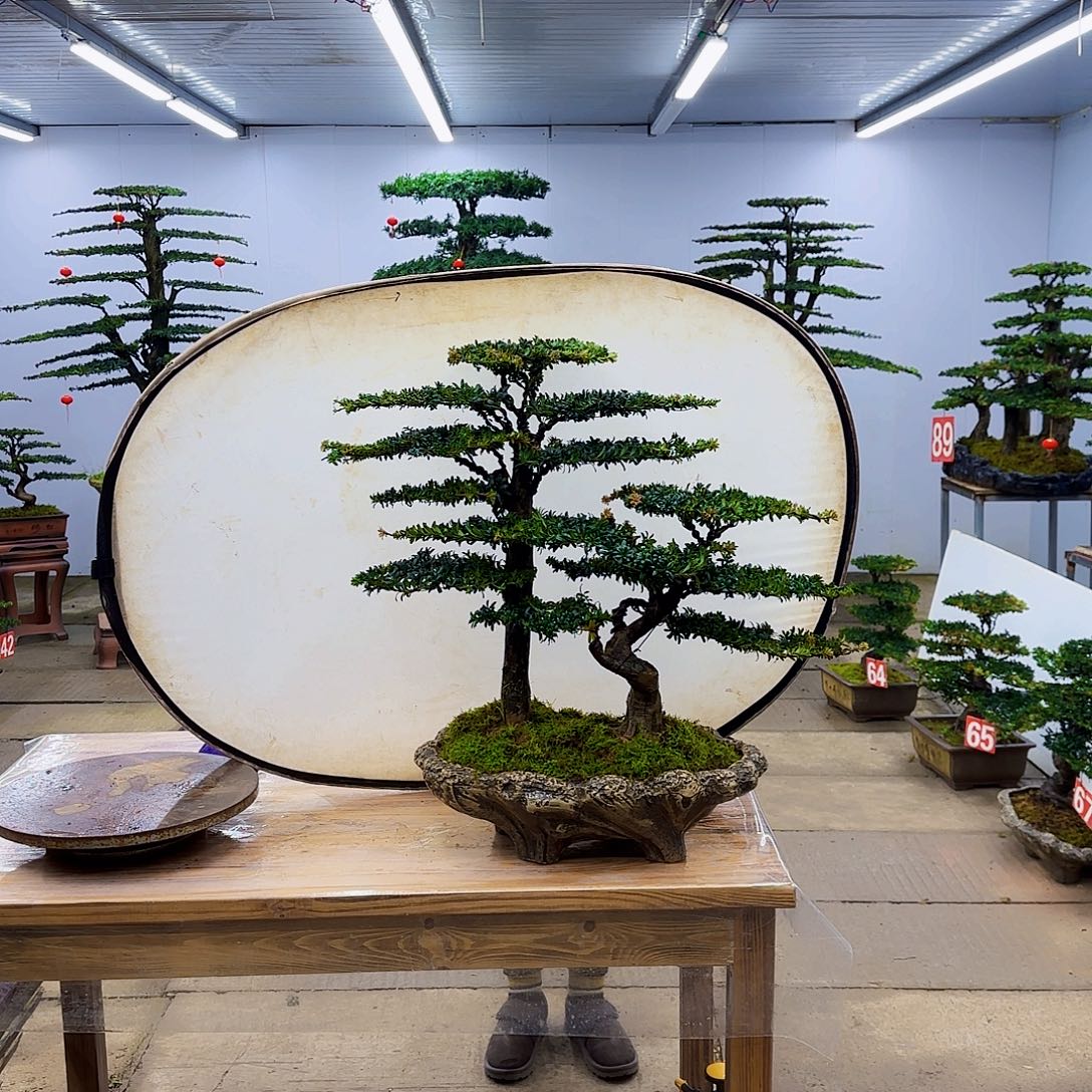 无花朵盆景直播间一物一拍