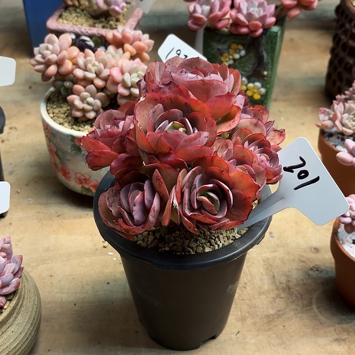 多肉植物，秀颜201