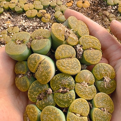 【闪购商品】25095