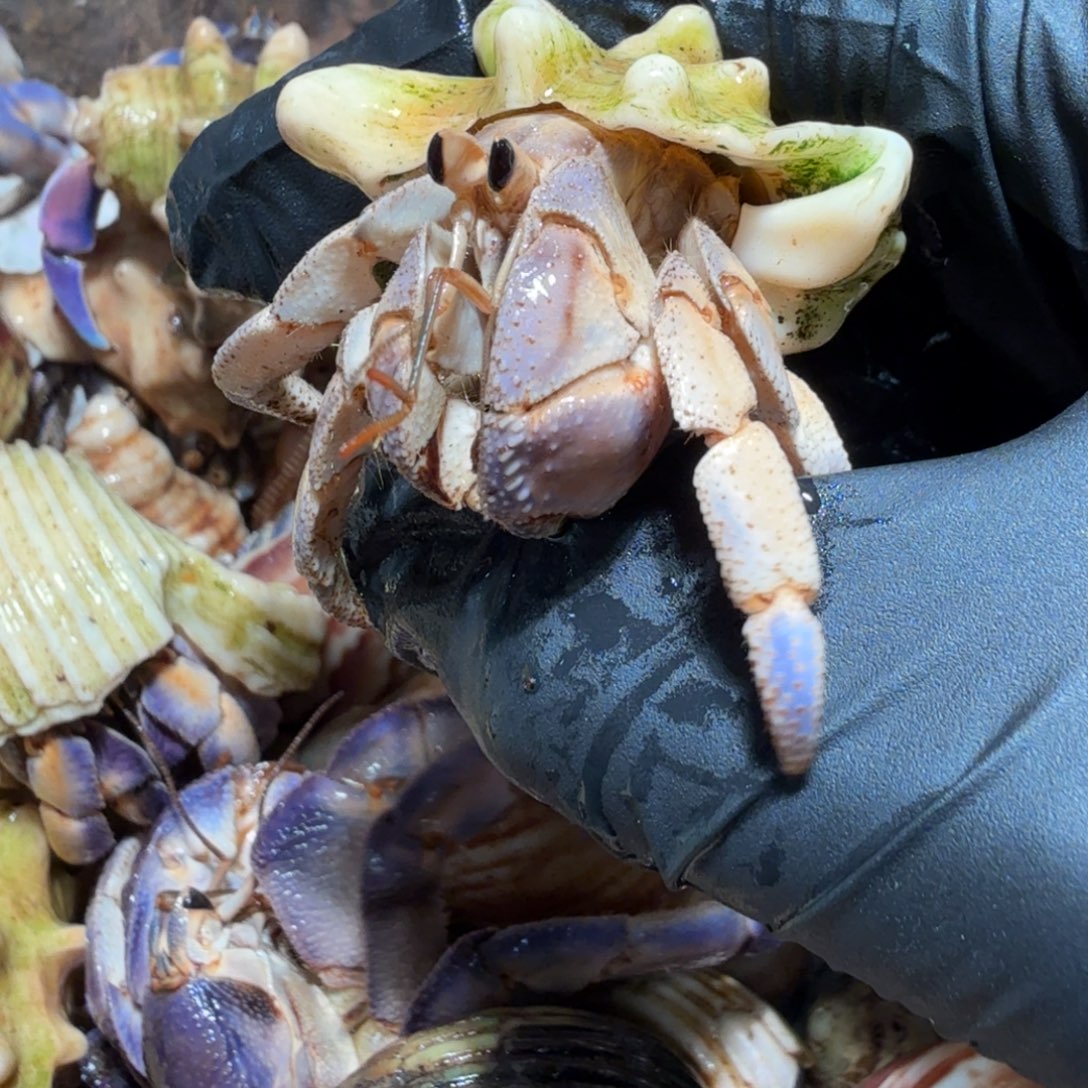 1号直播间挑选2.1