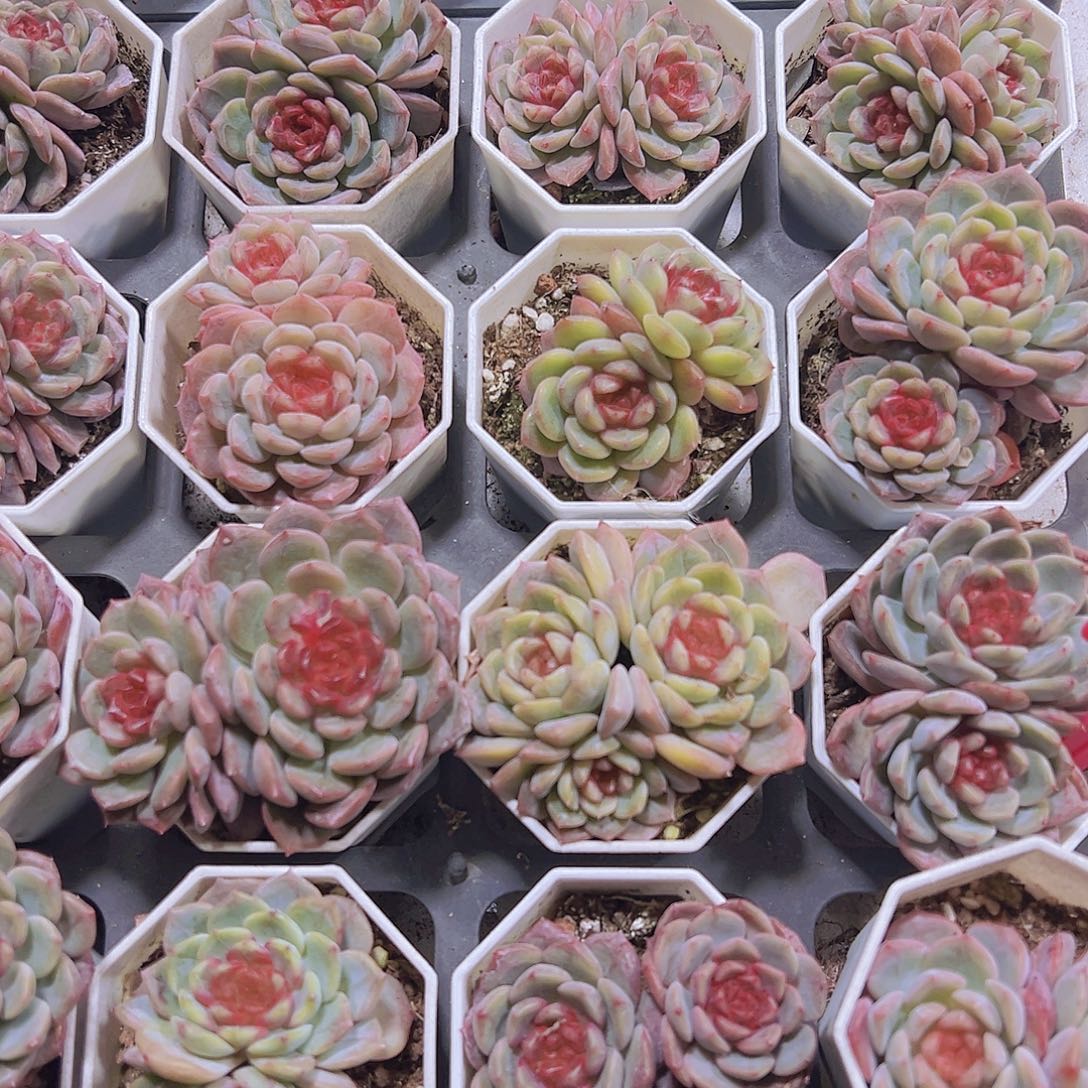 双头特葡19包邮多肉植物