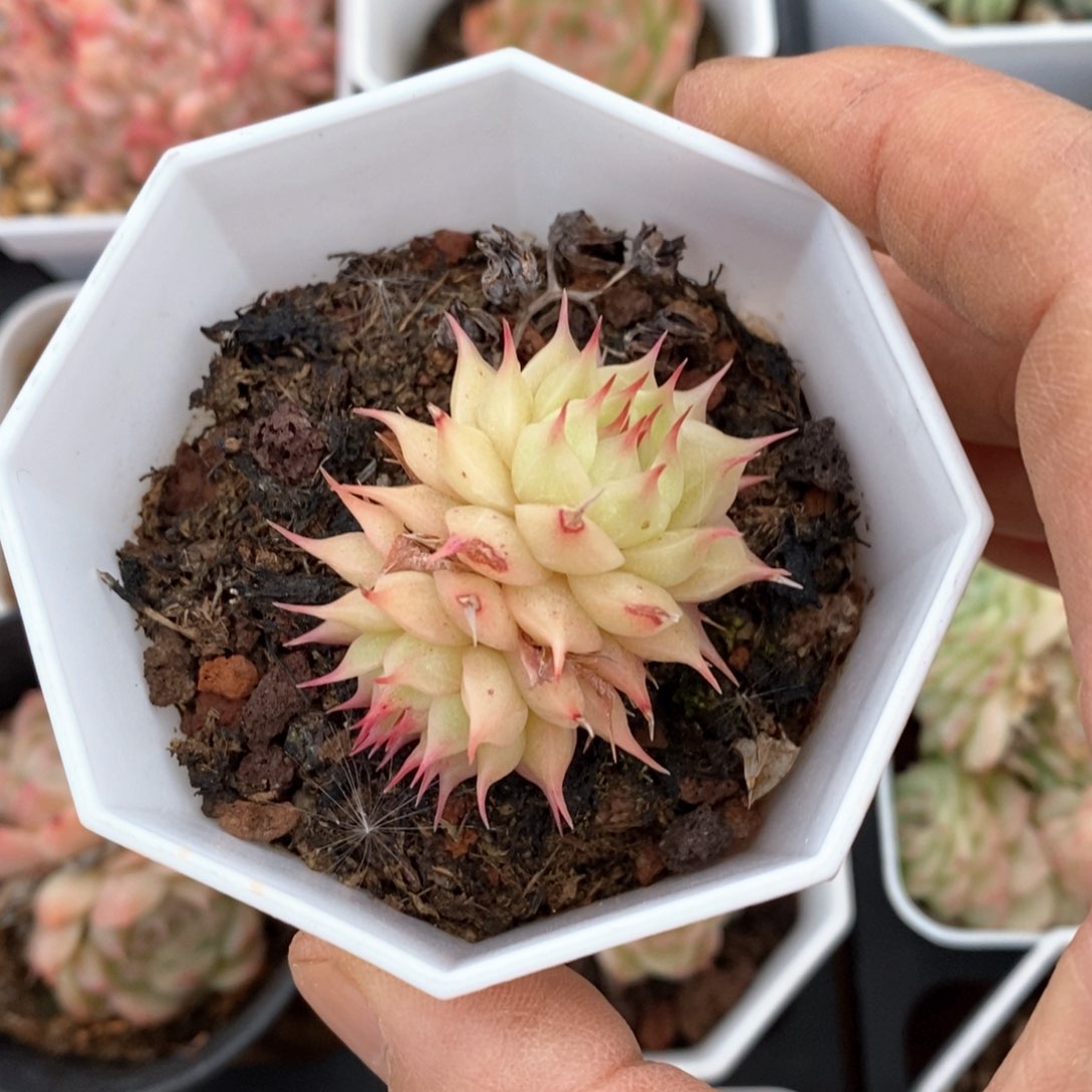 精品多肉一物一拍不包整80