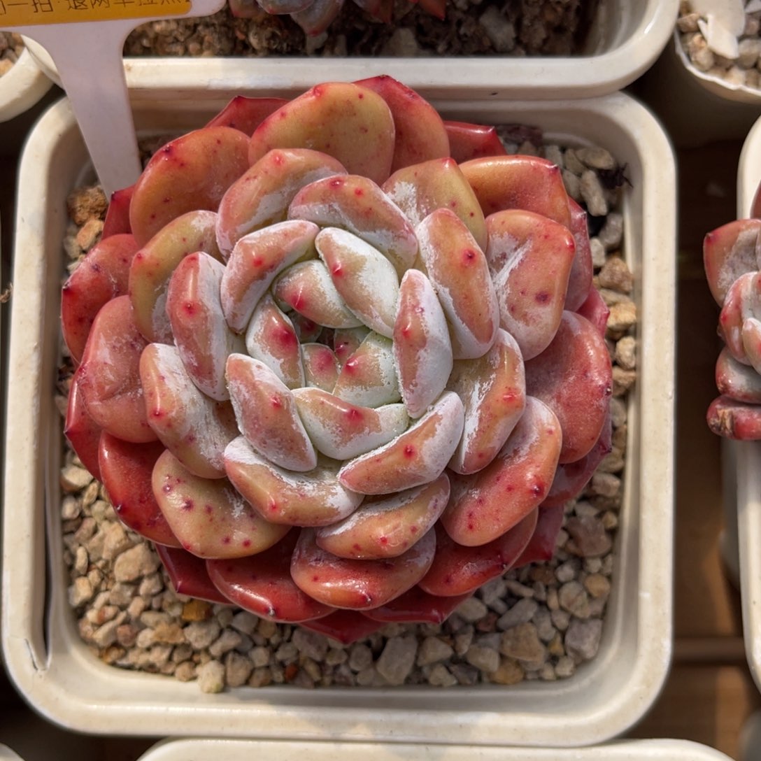 叶***心云尘多肉一物一拍1153