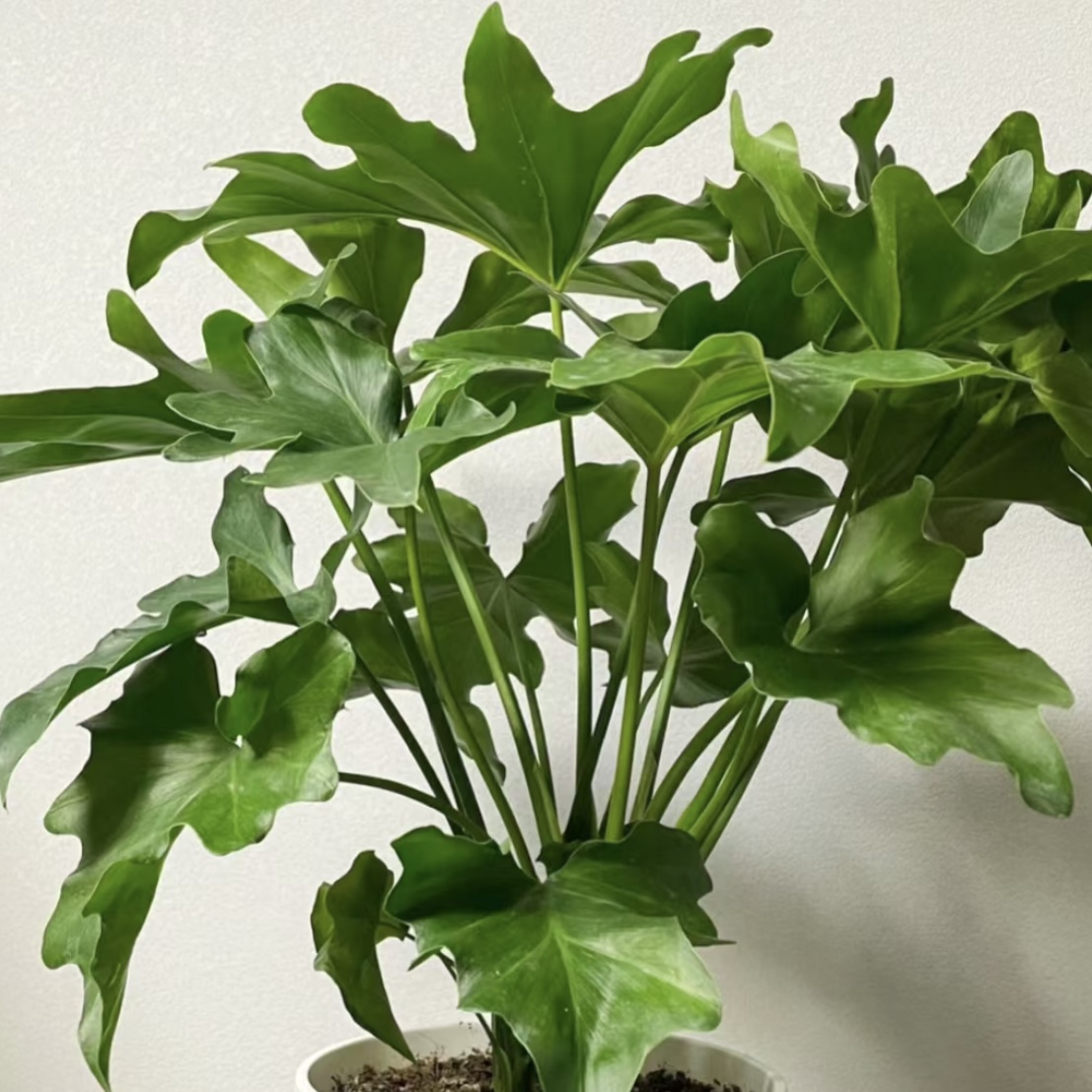 龙鳞春羽盆栽花卉绿植室内易养护高端绿植易养护