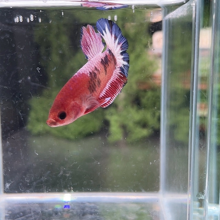 斗鱼听风观赏斗鱼