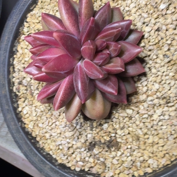 迷雾泡泡 双头  一物一拍