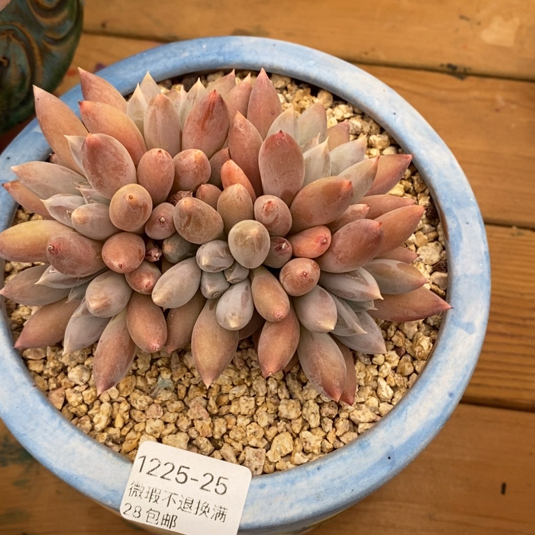 A***g25号多肉福利啦了啦