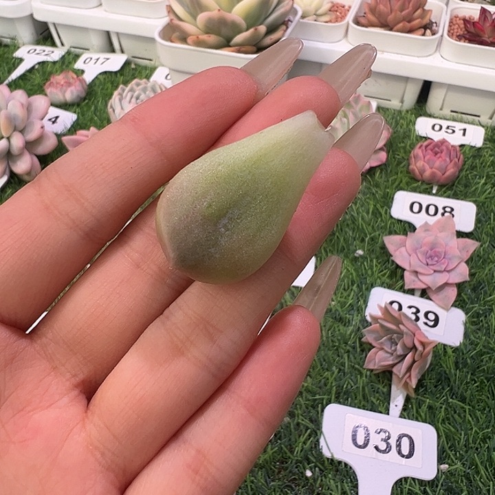 超奶锦叶片一物一拍多肉植物