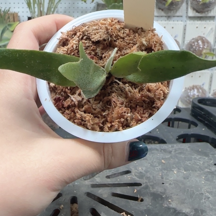 细菌鹿角蕨哦哦哦