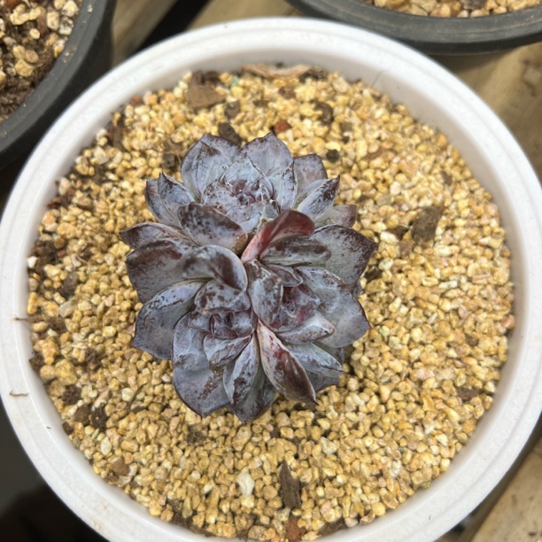 黑松露 群生 夏鸣园艺