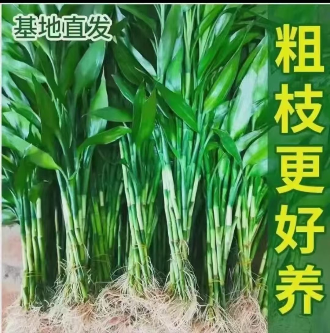 70厘米左右带根富贵竹净化空气好养活