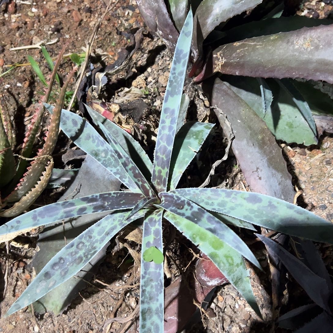 月夜龙舌兰血雨月光