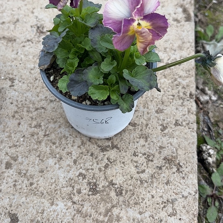 完全开放梦幻星球 一物一拍