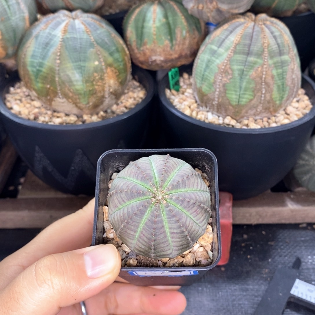 欧系实生布纹球 一物一拍