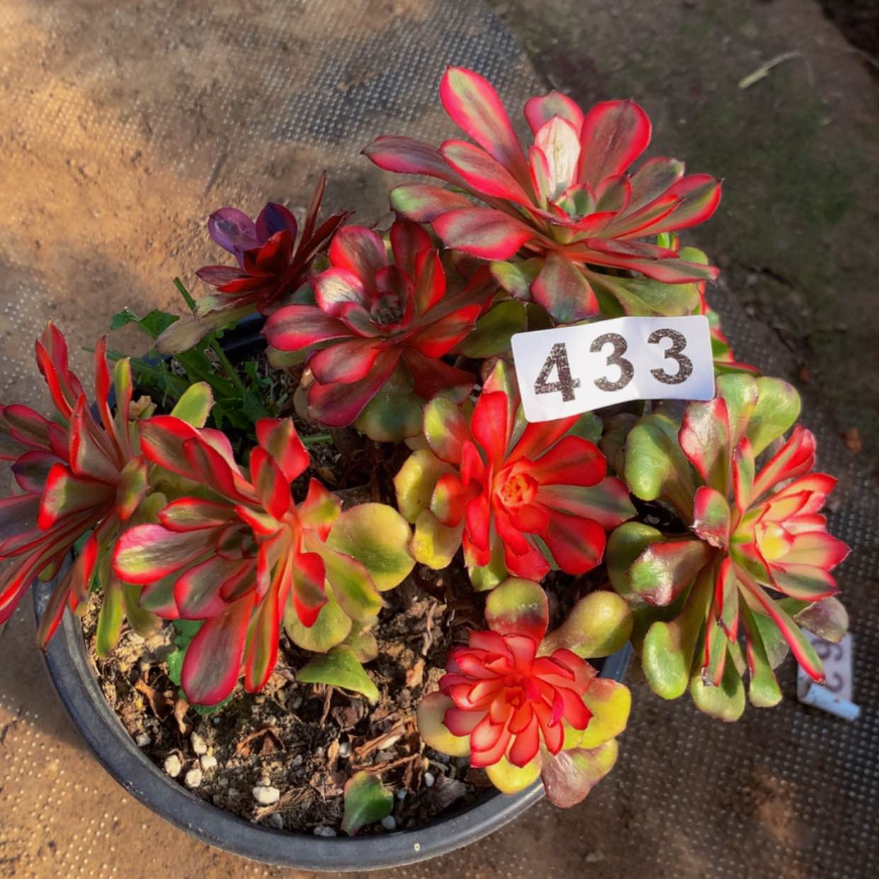 【闪购商品】元*433美肌多肉