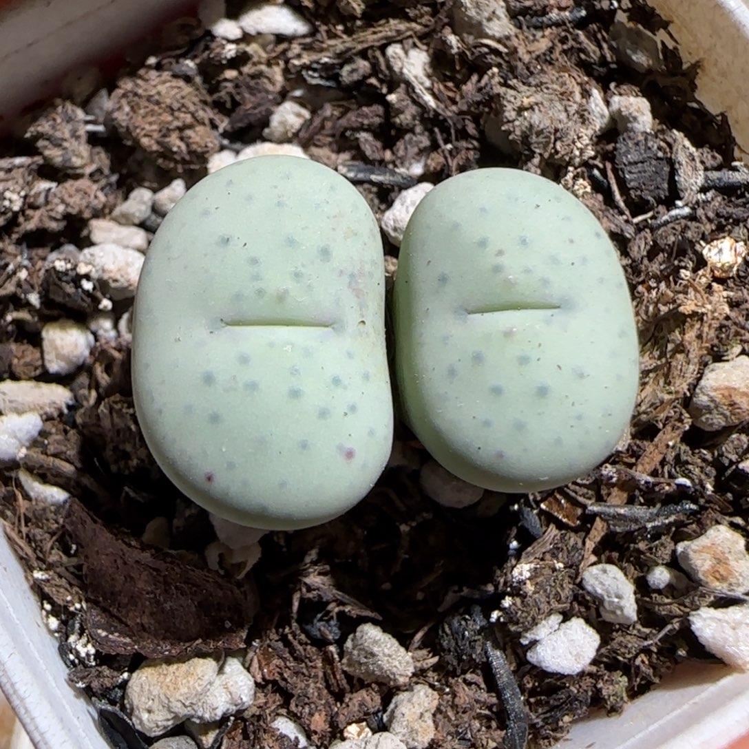 肉锥多肉植物组合-杂交红嘴1431