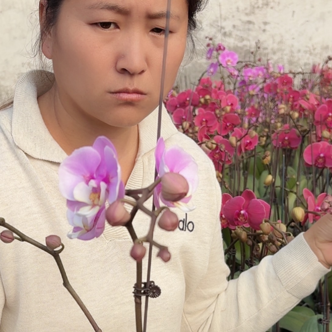 漂***娃无花朵变异一颗一物一拍