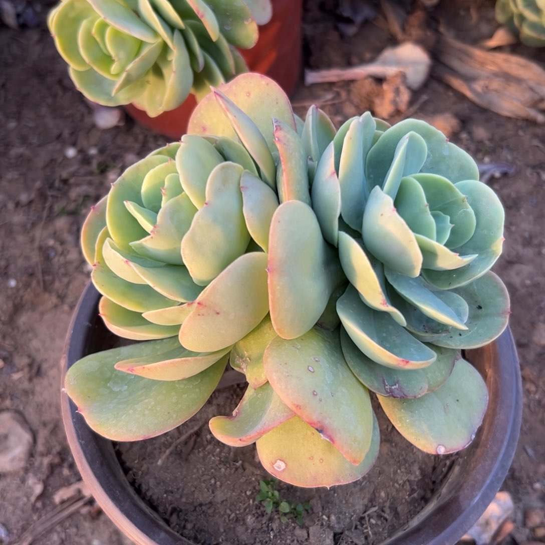 多肉植物鸡蛋碧桃