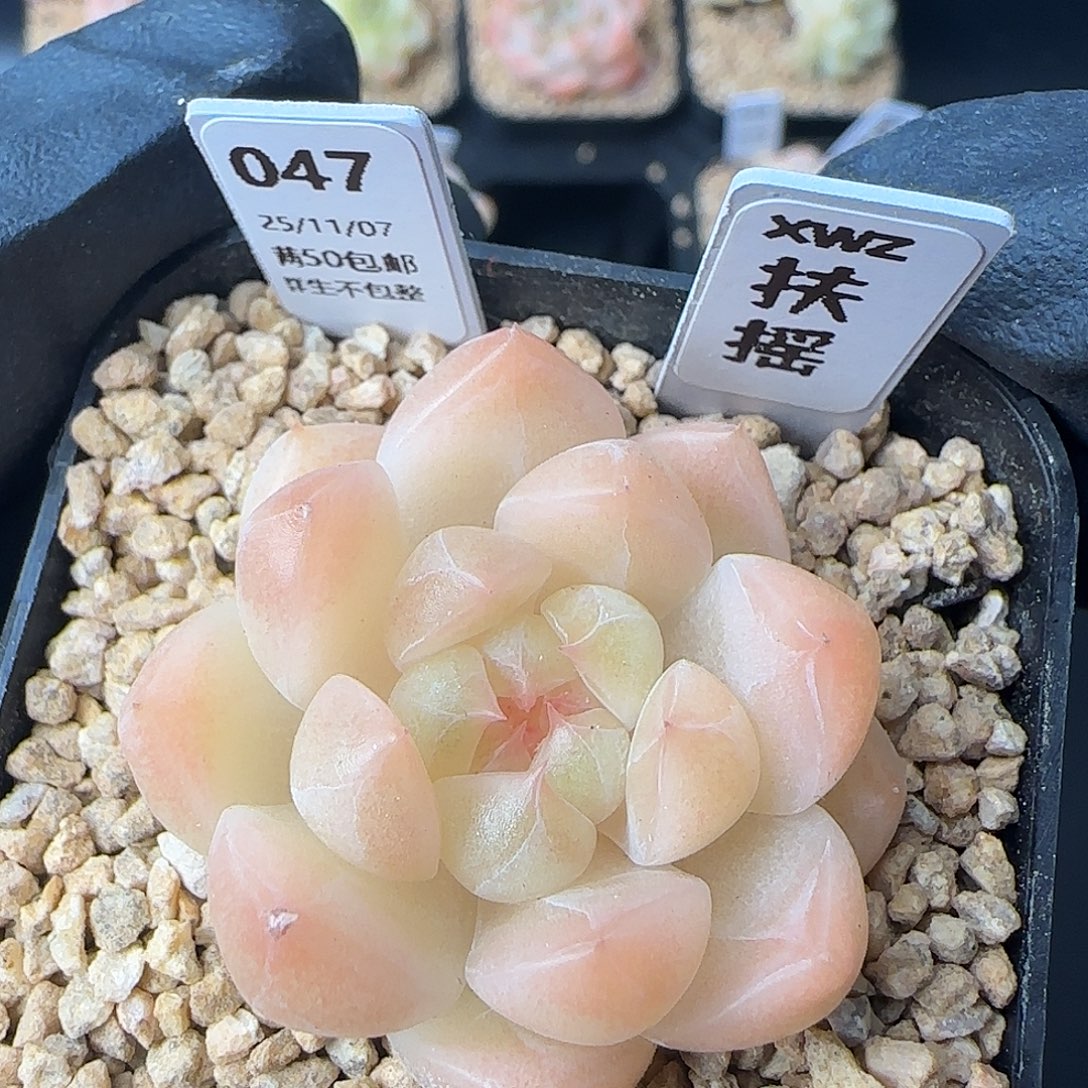 047   扶摇   5厘米盆