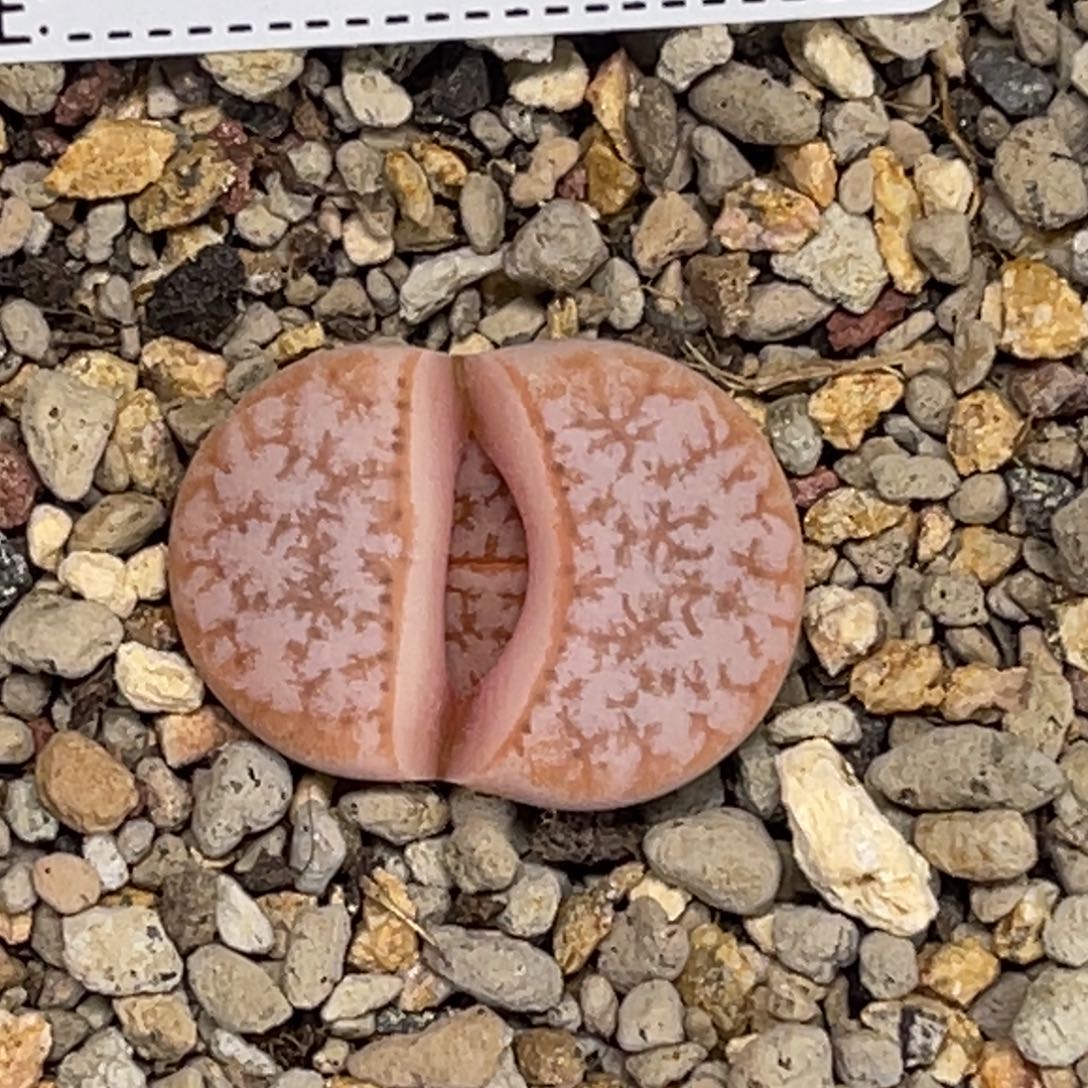 1557粉色荒玉1尺寸2.2