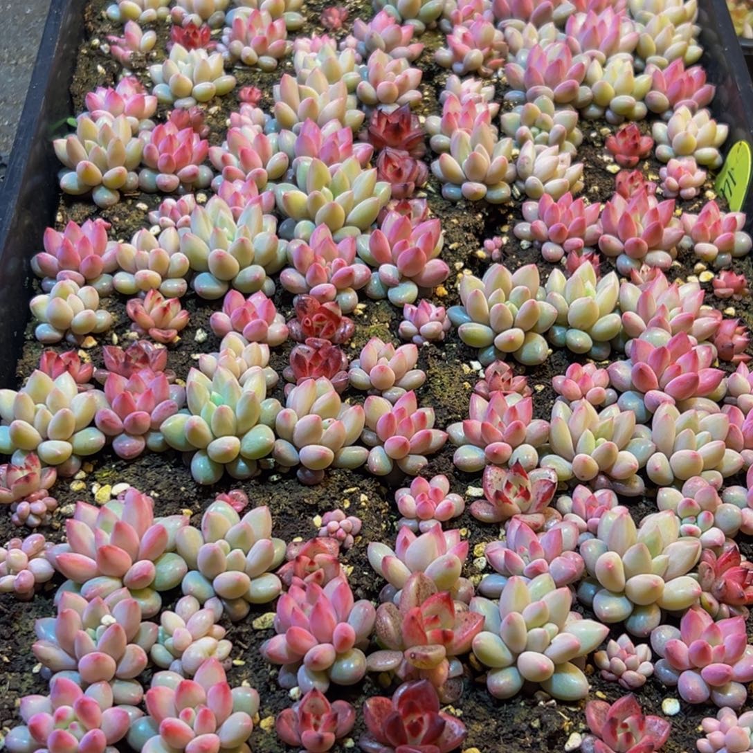 唐***姐483多肉葡萄的味道是