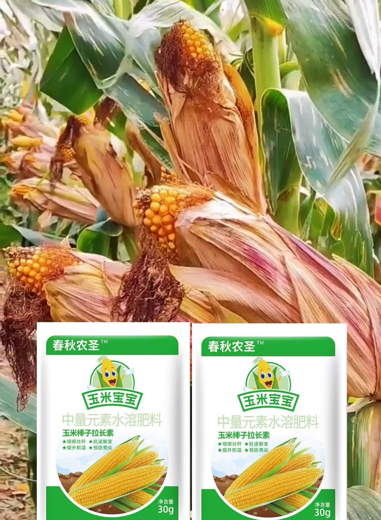 泽田玉（玉米专用）