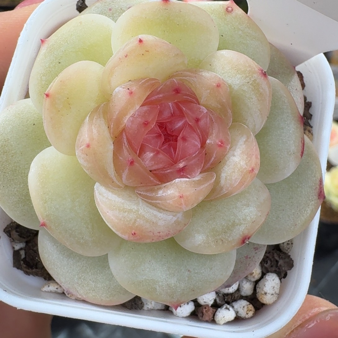 柃***木0103-21-晴天六单头一颗多肉