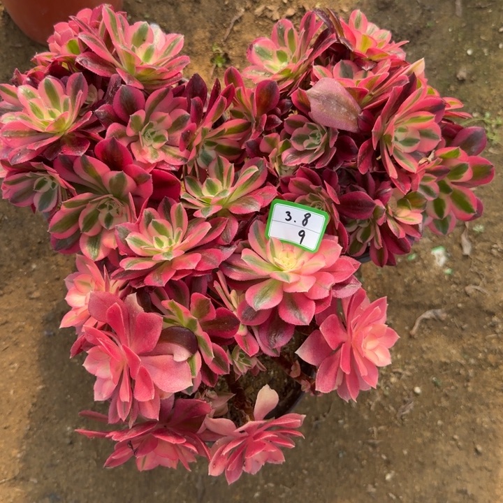 粉女巫有砍3颗多肉