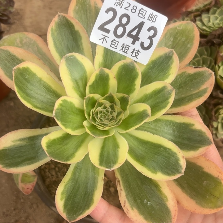 艳紫锦多肉植物2843