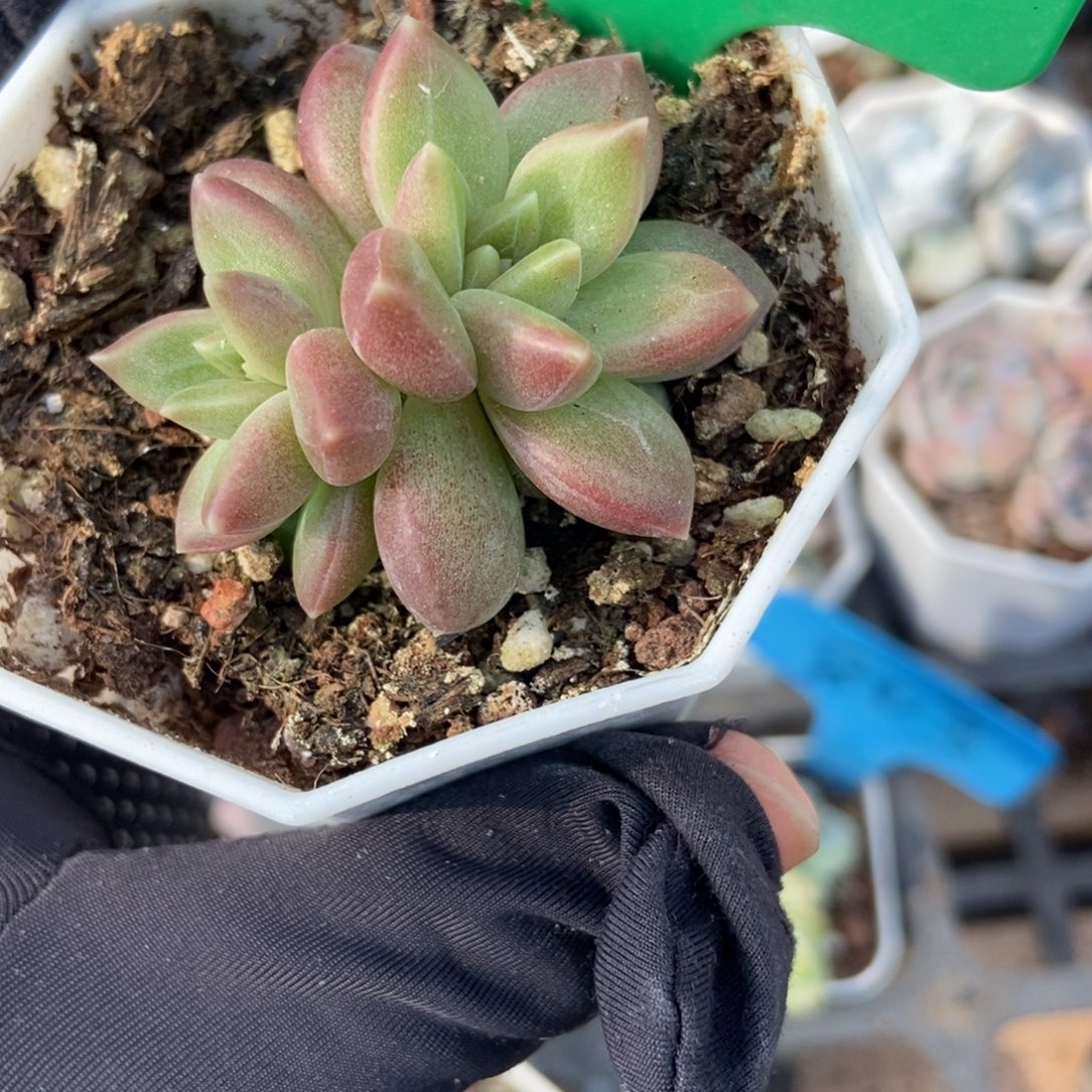 828迷雾泡泡多肉植物保护