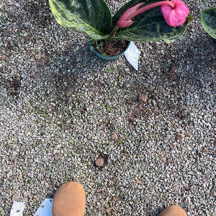 L***麻无花朵荷兰进口宝莲灯