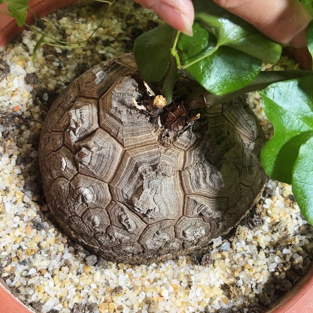 盆栽南非龟甲龙福利款