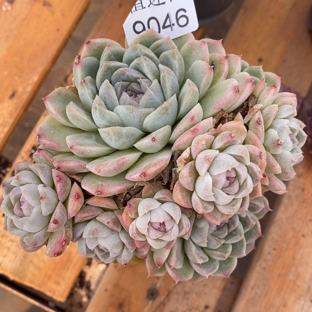 ****园杂交精品多肉9046~12厘米