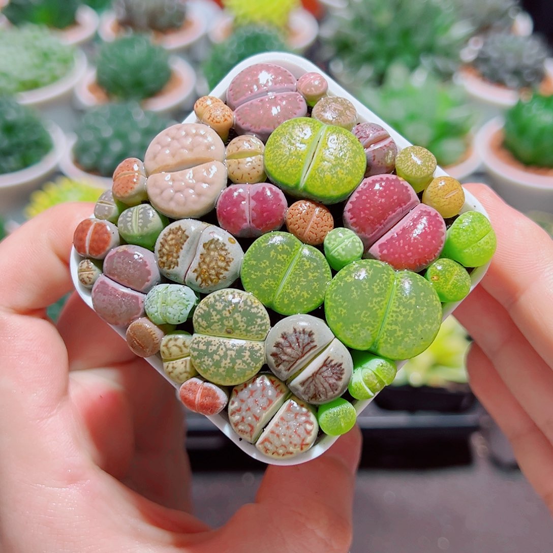 彩拼生石花带白盆种好