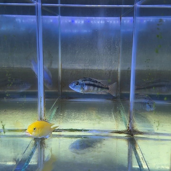 ****海水鱼137，号111111