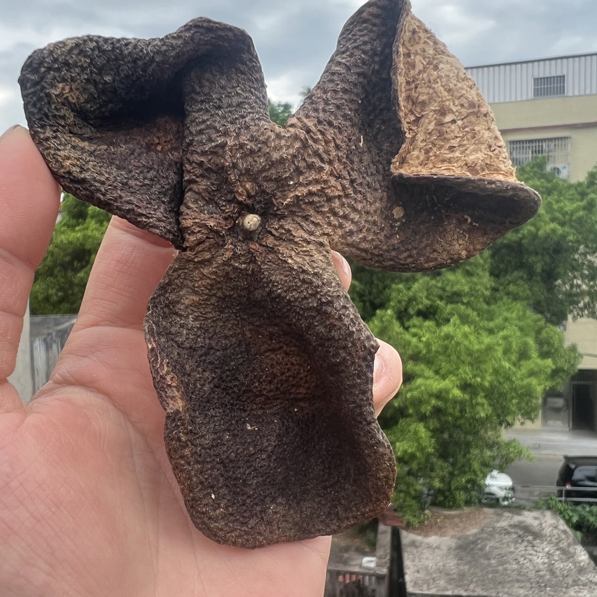 2017梅江老树果大红皮正宗广东新会老陈皮高浓药香梅子香陈化圈枝