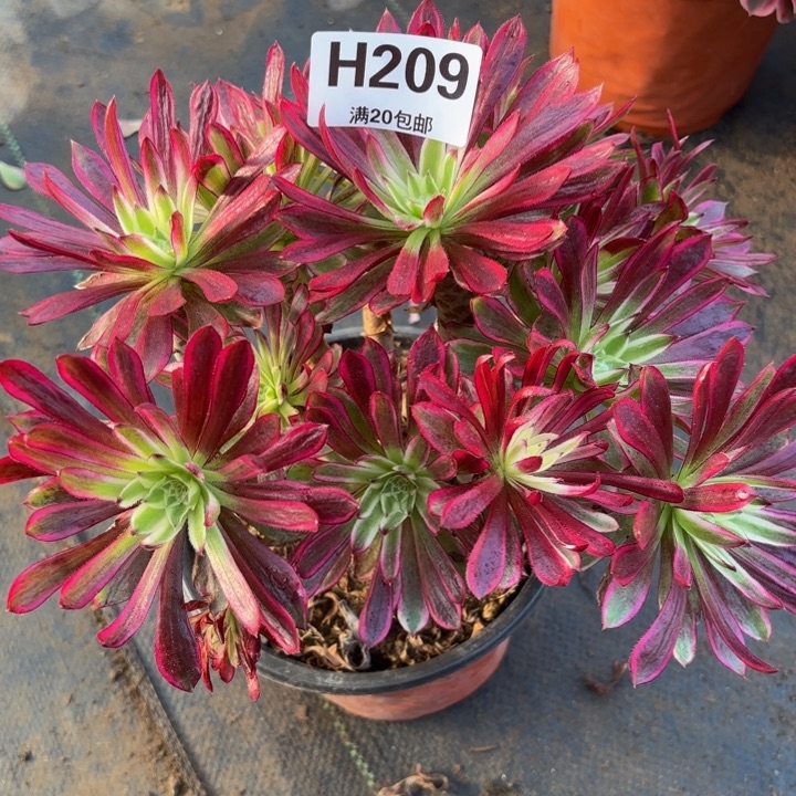 瑞妈多肉植物，209.瑶光仙墨