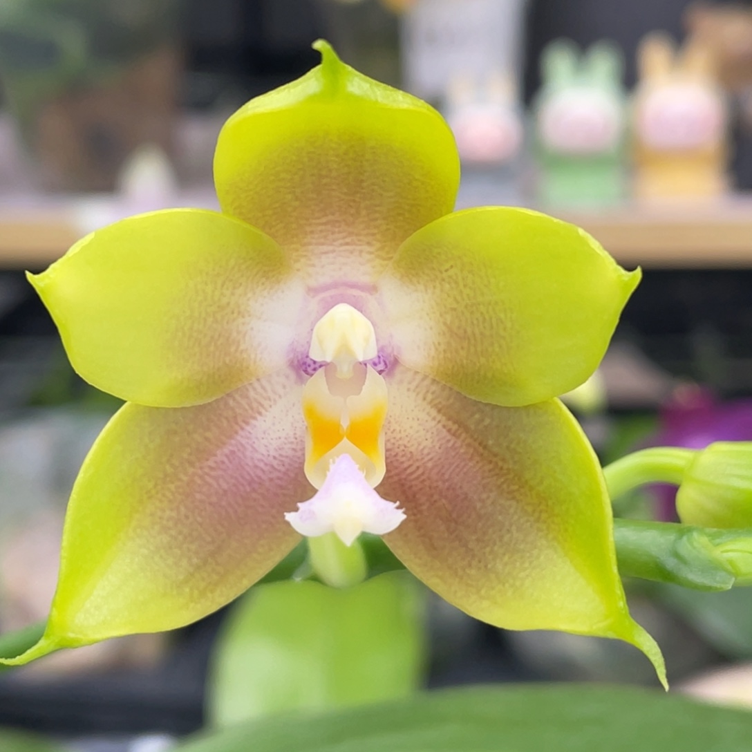 大部分花苞少量开放珠宝交弥陀公主、浓香