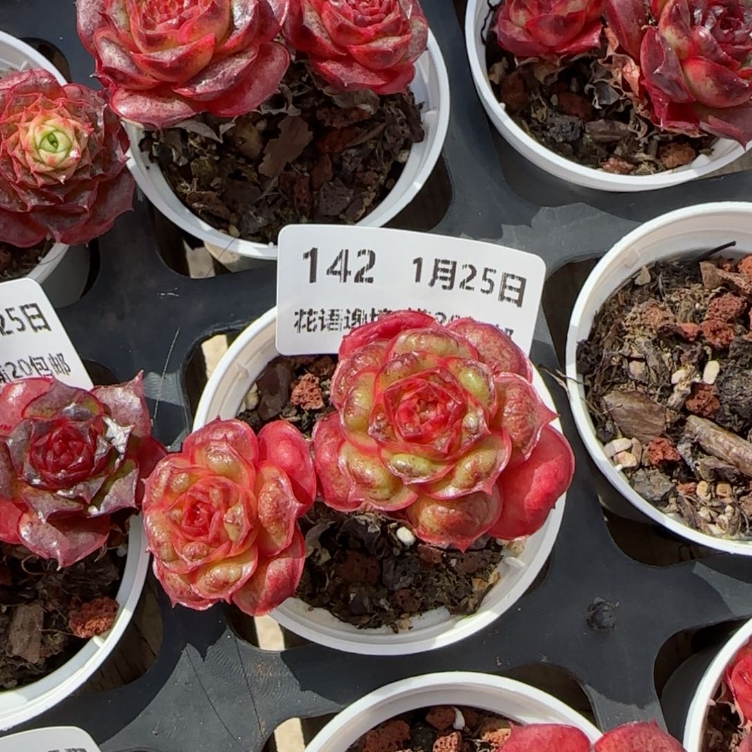 花语逸镜0125-142妖娆