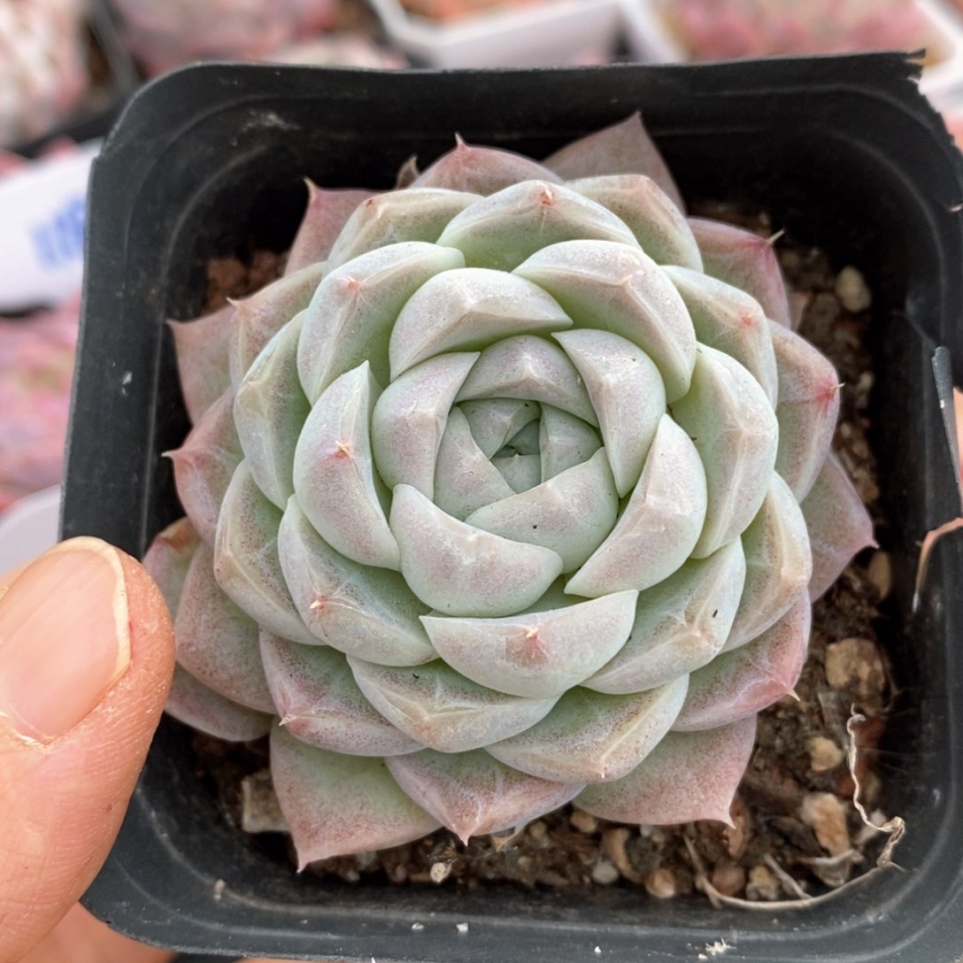 精品多肉一物一拍122