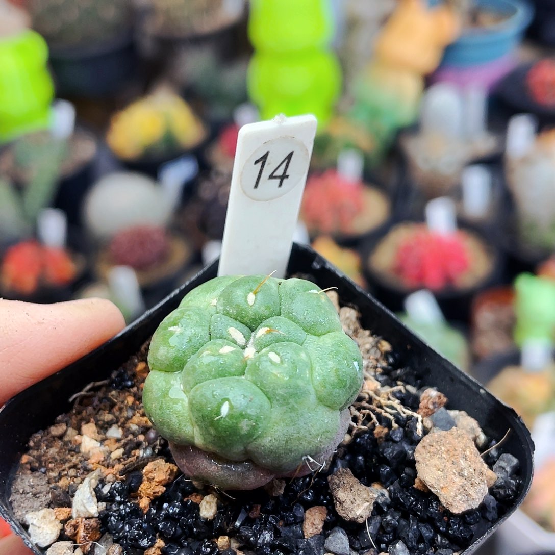 无刺象牙非偏远地区满25包邮仙人球