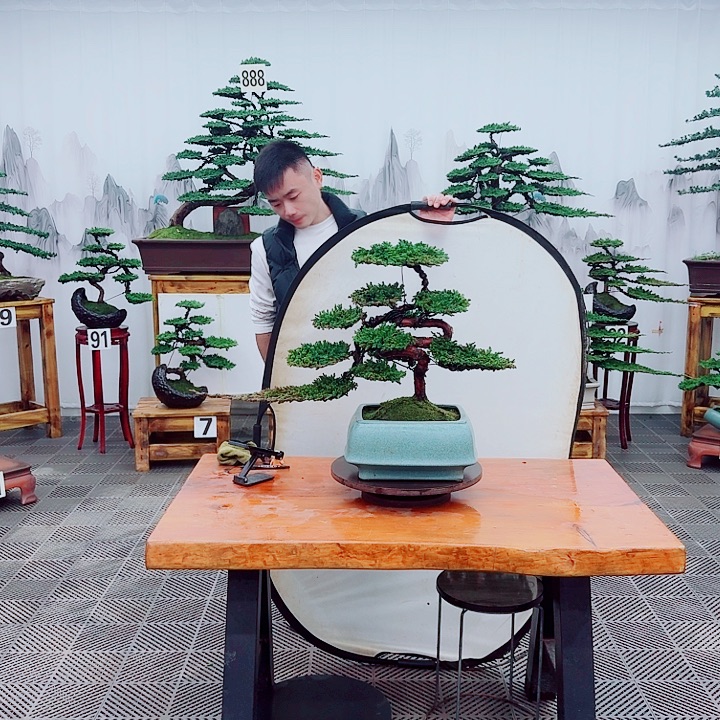 无花朵松柏盆景，一物一拍