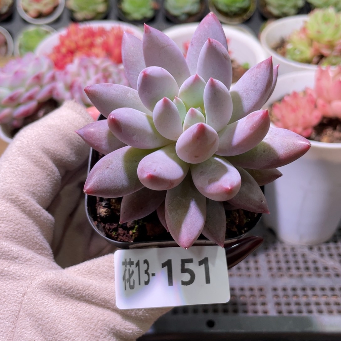 花利美13-151奶瓶