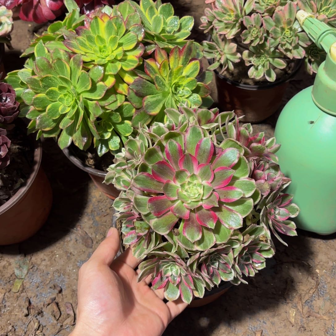 孔雀翎9.9多肉植物