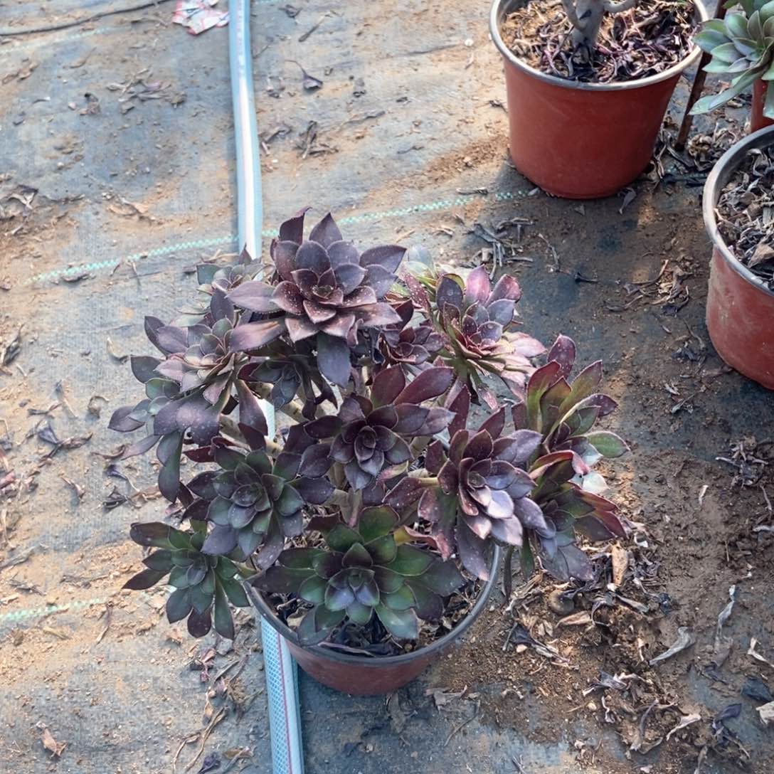 8黑法师满20包邮