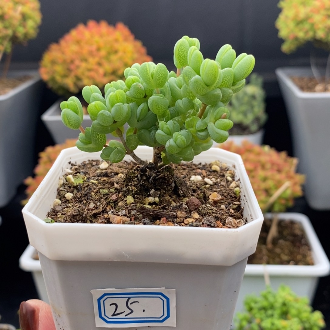 完全开放25号元宝（7cm）