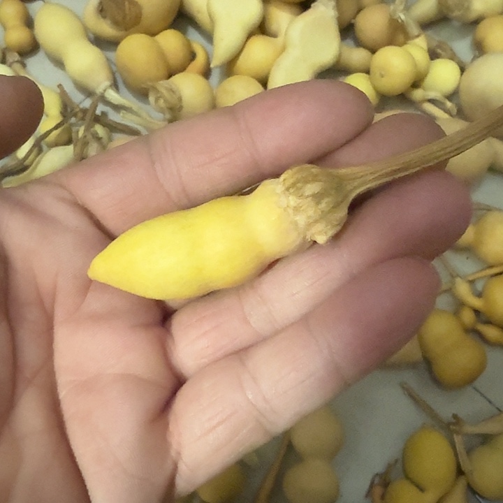 精品胖蚂蚁喜欢下单