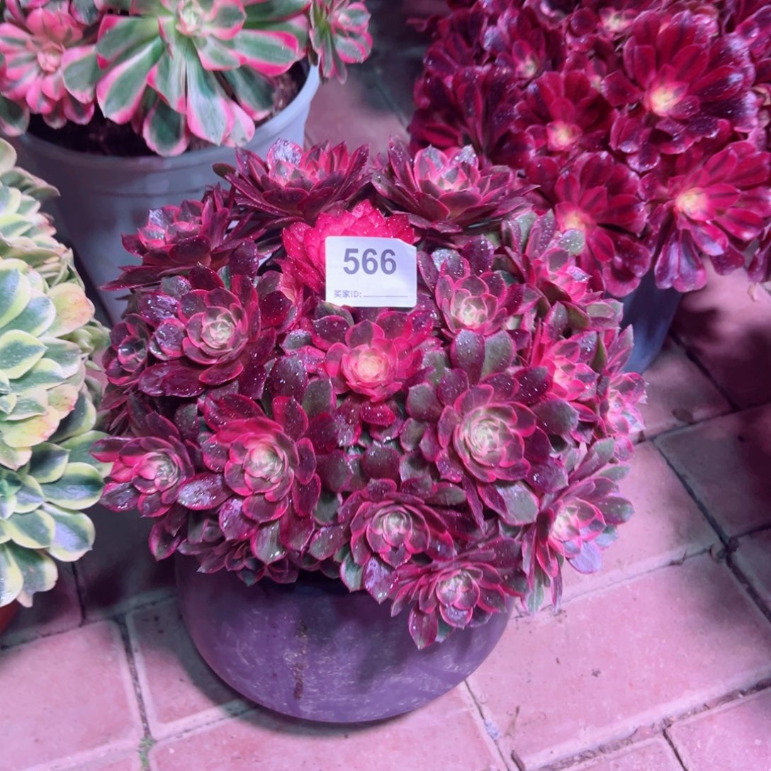 566黑魔锦法师多肉植物